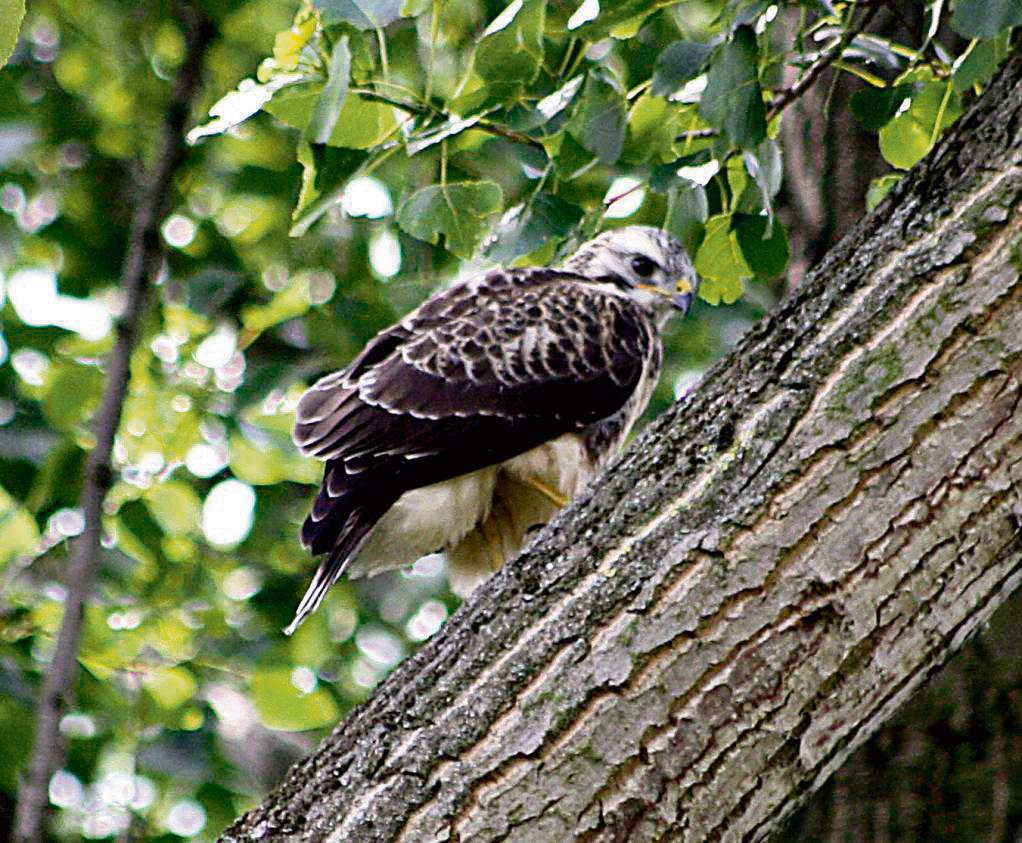 Greifvögel – wie hier ein Bussard – verteidigen ihre Nester energisch. Am besten sollten Menschen ein großen Bogen um sie machen. Foto: Niggenaber