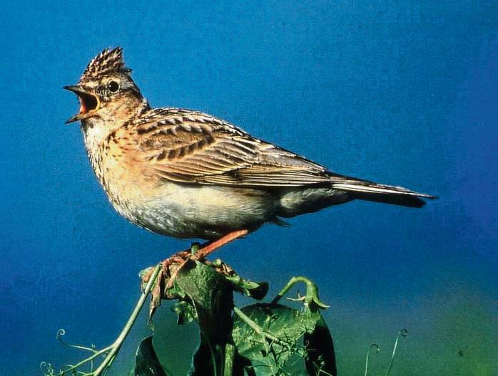 Kleiner, leichter Vogel mit kräftiger Stimme: die Feldlerche. Foto: NABU dpa/lbn