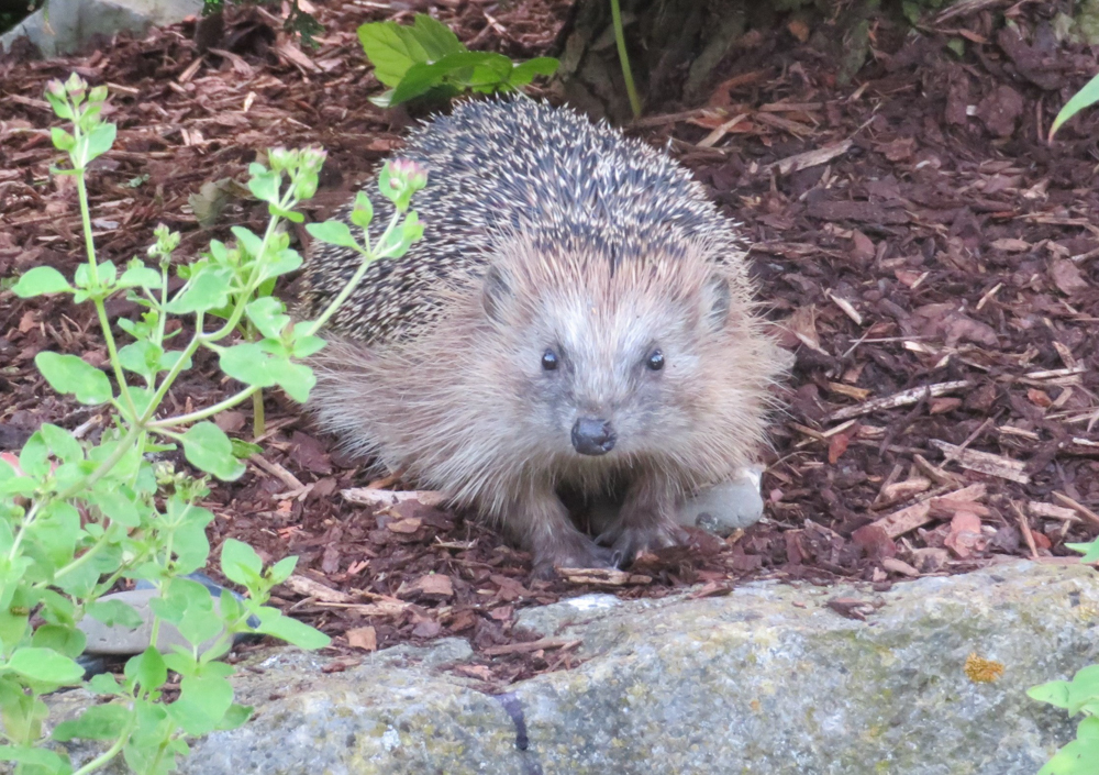 24 Gramm schwer war Hänschen, als ihn 2020 Trixi Brüggemeier in ihrem Garten fand und großzog. Nun ist der kleine Kerl erwachsen, besucht schon den vierten Sommer seine Ziehmutter Abend für Abend und holt sich eine kleine Mahlzeit ab.