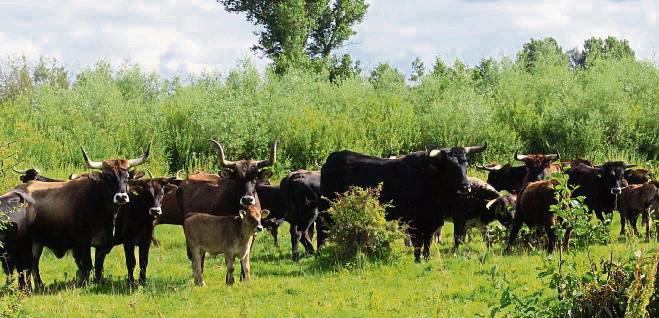 Kalb „Lotti“ inmitten ihrer Herde in der Mersch. Fotos: Rückert