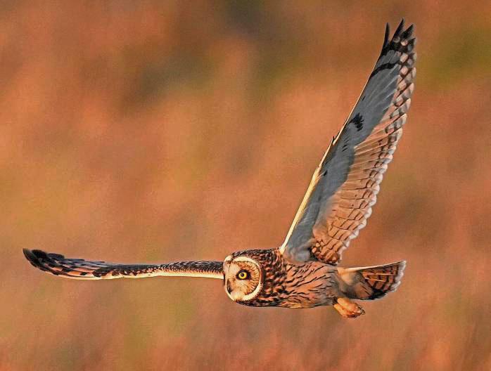 Majestätische Erscheinung: Sami, die Sumpfohreule fliegt im späten Nachmittagssonnenschein. Foto: dpa