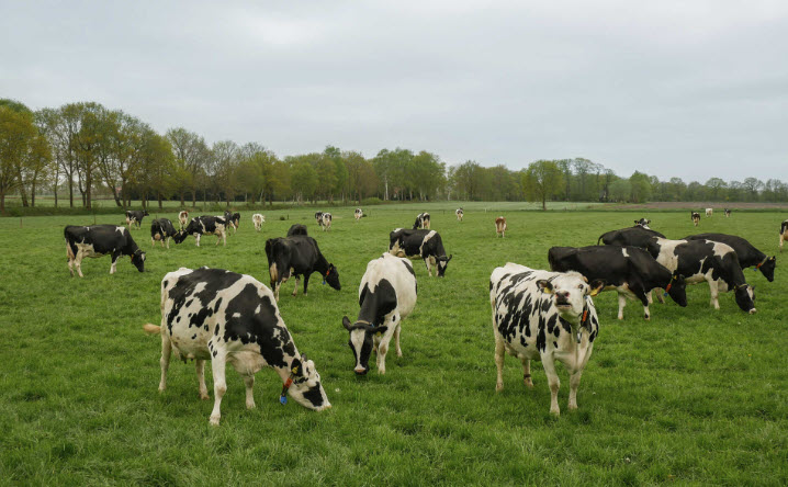 Kühe fressen gerne Gras. Foto: Haselhorst