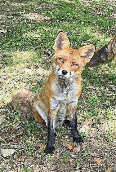 Den Fuchs hat ein Leser aus Rüthen vor die Linse bekommen.