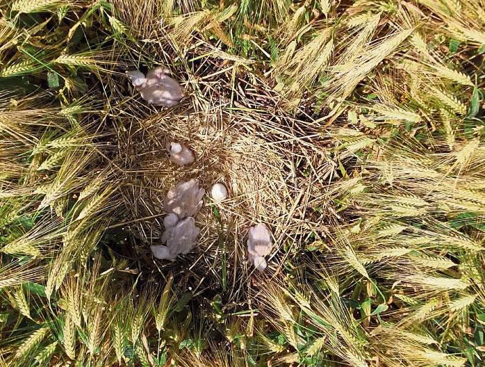 Was wuselt denn da im Nest? Winni und Emma sind stolze Eltern dieses Wiesenweihen-Nachwuchses. Foto: Patrick Hundorf