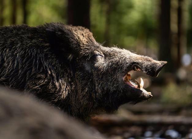 Im Erwitter Stadtgebiet gibt es zwar nur vergleichsweise wenige Wildschweine. Ein infiziertes würde jedoch reichen, um eine Kettenreaktion auszulösen. Foto: dpa