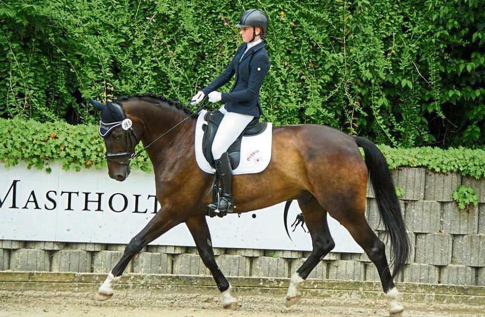 Fiebert den Mastholter Dressurtagen entgegen: Amelie Beckhoff auf „Fjodo“ geht in der Dressurprüfung Klasse L an den Start.