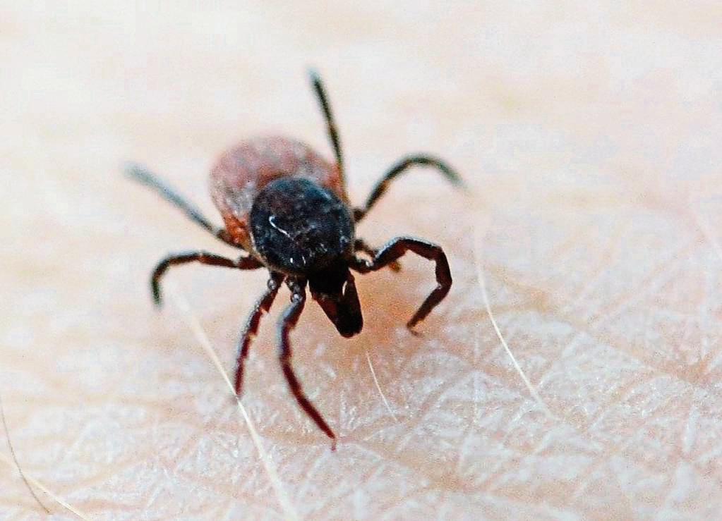 Klein, aber gemein: Diese Zecke ist kurz davor, sich festzubeißen. Foto: dpa