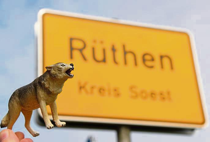 Ein Wolf wurde im Rüthener Raum schon gesehen. Foto: Löseke