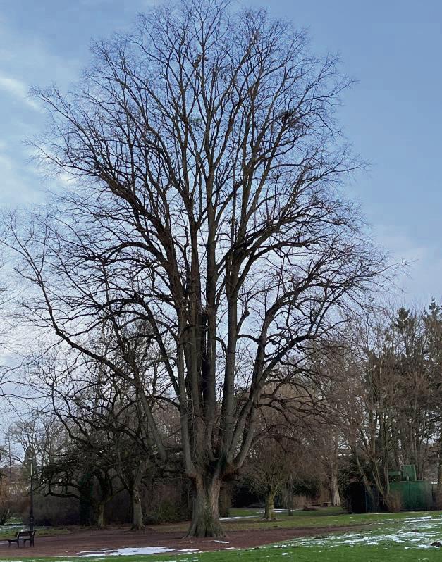 Prächtig sieht die Musiklinde auf dem Schlossgelände aus. Doch sie soll vom Pilz befallen sein. Foto: Meschede