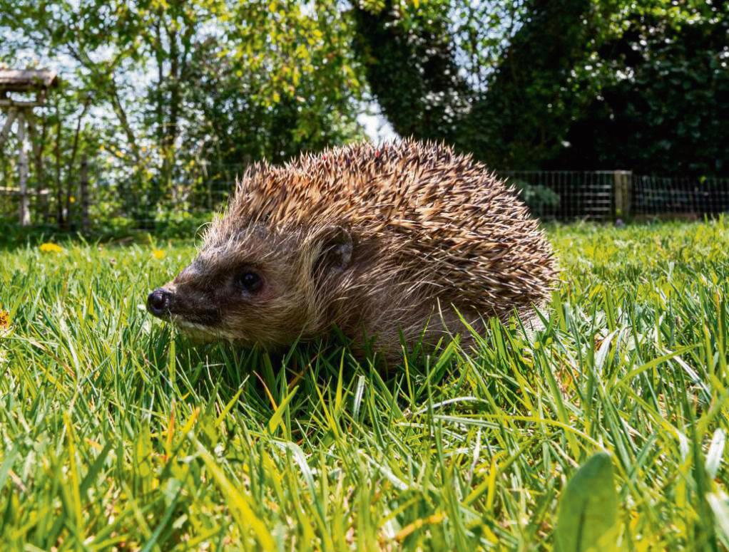 Igel rollen sich bei Gefahr ein und werden von Mährobotern leicht überfahren.Dann drohen lebensgefährliche Verletzungen, und wer will die knuffigen Tiere dieser Bedrohung aussetzen. Foto: dpa