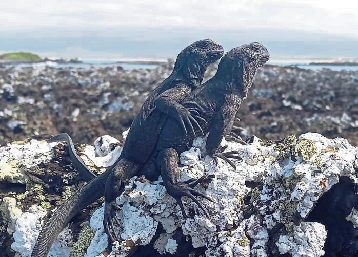 Diese Meerechsen auf den Galápagos-Inseln hat jetzt Marion Schmidt für unsere Leser im Bild festgehalten.