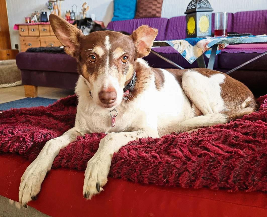 Die zehnjährige Hündin Poente lebt derzeit bei dem Anröchter Eric Hagenbäumer. Ursprünglich sollte das Tier nur kurz bei der Familie bleiben. Doch dann starb die Besitzerin.