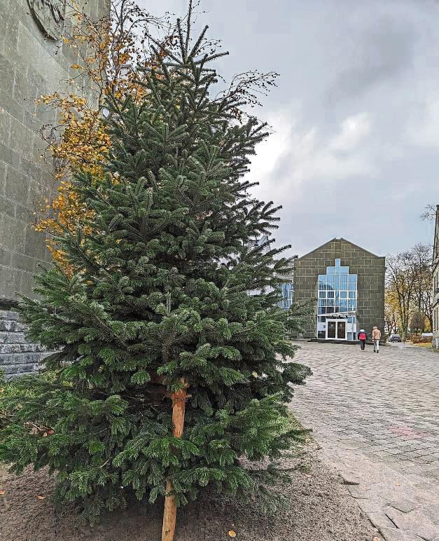 Noch kommt sie etwas trist daher, die Nordmanntanne auf dem Rathausplatz. Doch schon bald soll sie weihnachtlich geschmückt und beleuchtet werden. Foto: Raestrup