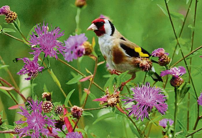 Distelfink auf Wiesenflockblumen: Der nicht alltägliche Schnappschuss ist Peter Hoffmann gelungen.