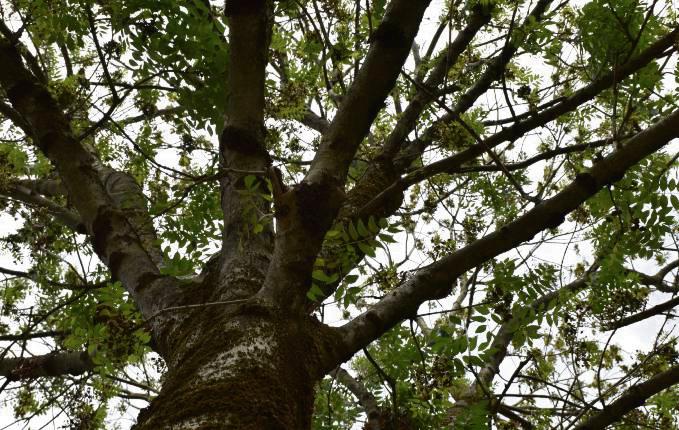Mehrere Eschen im Stadtpark werden wegen einer Erkrankung gefällt. Foto: Kossack