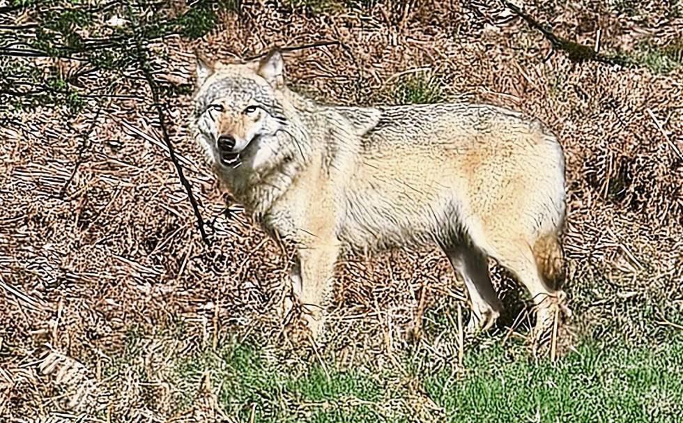 Die Wildwiese als Laufsteg: Dieser ausgewachsene Wolf lief Winfried Junker südlich von Möhnesee-Völlinghausen vor die Linse seiner Kamera.