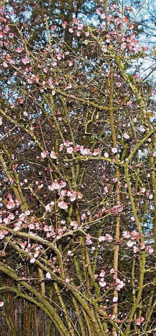 Blüht! Ein Strauch in Lipperbruch. Foto: Helga Wissing