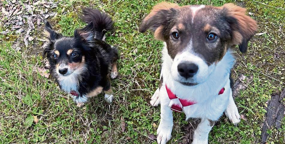 Kleine und große Fellnasen wie Sammy und Leni behandelt Stefanie Scholz in ihrer Praxis.