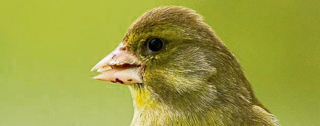 Auch der Grünfink gehört zu den heimischen Singvögeln.