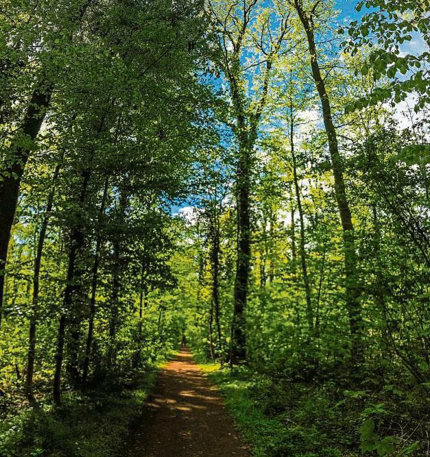 Ob es im Bürgerwald irgendwann auch so aussehen wird? Platz ist zumindest für rund 250 Bäume. Symbolfoto: Winkelmann