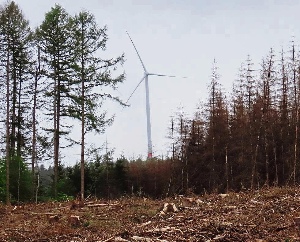 Auf Kalamitätsflächen im Wald möchte die Stadt Rüthen mit ihrer Gesellschaft mindestens fünf Windkraftanlagen bauen.