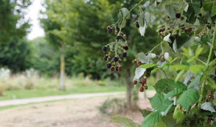 Ein paar Brombeeren sind noch übrig. Den größten Teil der Hecke hat die Stadt allerdings entfernt. Foto: Puls