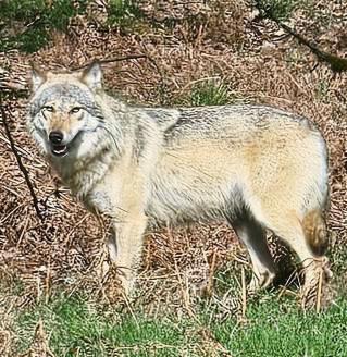 Diese Wolfsdame, die ursprünglich aus einem Rudel in Sachsen in den Kreis gekommen war, ist immer noch eine Einzelgängerin. Foto: Winfried Junker