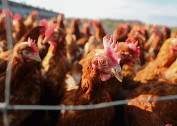 Im Kreis Gütersloh und im benachbarten Kreis Paderborn ist die Geflügelpest weiter auf dem Vormarsch: Am Mittwoch wurde der dritte Ausbruch in diesem Herbst bei einem Nutztierbestand in Rietberg-Westerwiehe offiziell bestätigt. Auch im Kreis Paderborn wurde ein neuer Ausbruch gemeldet: In Delbrück-Westenholz wurden 2100 Enten getötet.