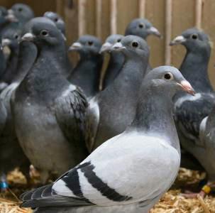 Die Göbels hatten die flinkesten Vögel. Archivfoto: Cegelski