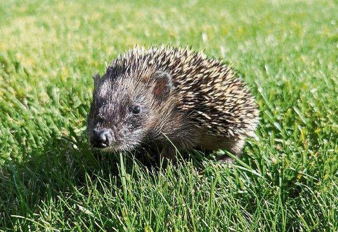 Der junge Igel ist jetzt in der Auffangstation: Er wurde durch ein Gartengerät stark im Gesicht verletzt.