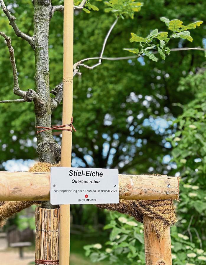 Über 90 Schilder mit dem lateinischen und dem deutschen Namen der Baumart informieren über die Neupflanzungen nach dem Tornado im Grünen Winkel.