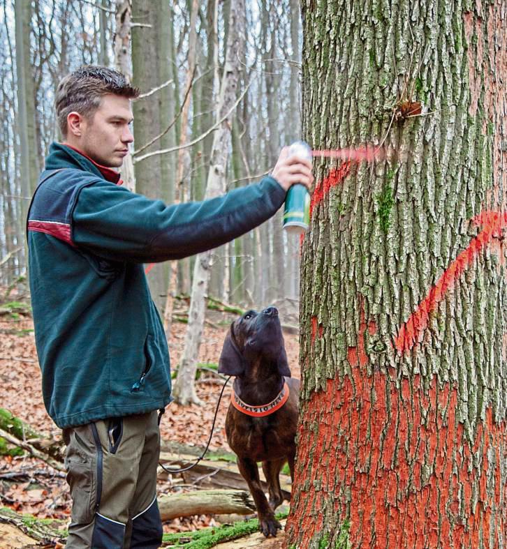 Daniel Rath bleibt keine andere Wahl, als – unter den interessierten Blicken seines hannoverschen Schweißhundes Bruno – diese Eiche für die Säge zu markieren. Unten am Stamm das rote Band, welches Spechte bei der Suche nach Eiern des Schädlings hinterließen. Fotos: Bernd Eickhoff