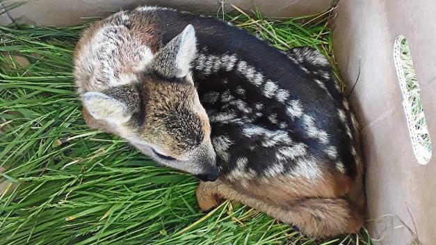 In Sicherheit: Das gerettete Rehkitz wird während der Mahd in einer Kitzrettungsbox am Feldrand aufbewahrt. Foto: Privat