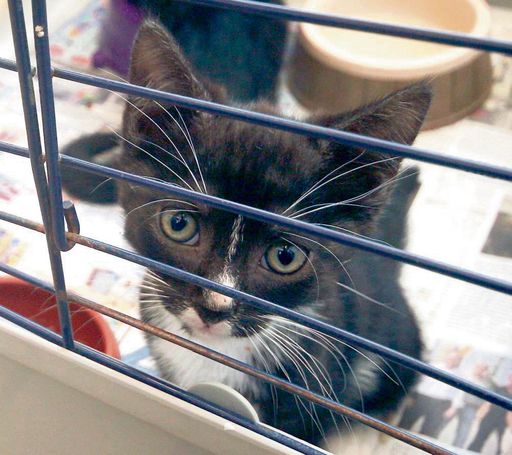 Viele Jungkatzen werden derzeit wieder im Rüthener Stadtgebiet gesichtet. Besonders hohe Populationen gibt es an Hofstellen. Archivfoto: Huxel