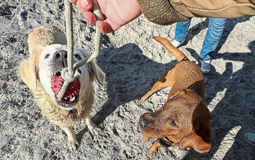 Bei „Rund um den Hund“ gibt’s Spielzeit mit Hunden. fotos: N. Wissing