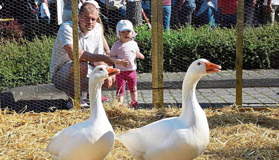 Anziehungspunkt für viele Familien: die Lippegänse. Fotos: Kossack