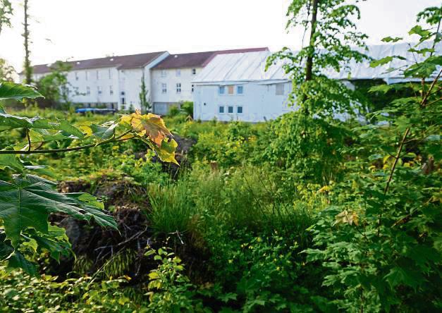 Langsam wird’s grün: Nach dem Tornado wachsen am Evangelischen Gymnasium 250 neue Bäume. Foto: Cegelski