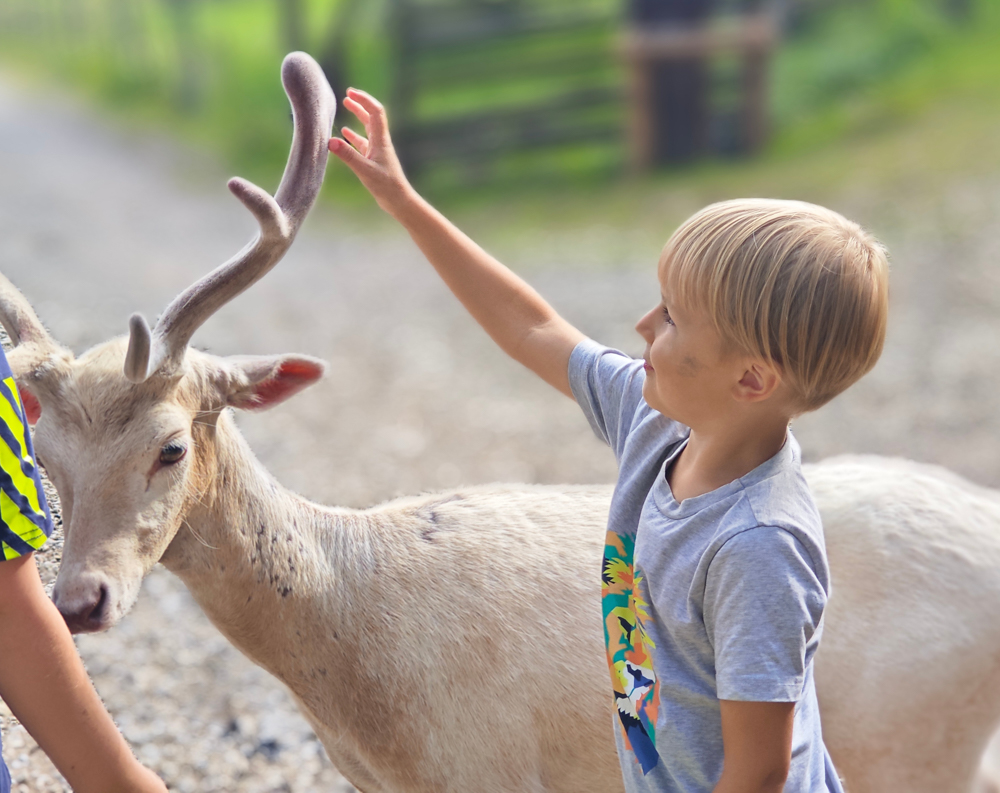 Jasha (4) aus Lippstadt hat keine Berührungsängste, ebenso sein Gegenüber, ein weißes Rotwild im Wildfreigehege Hellenthal in der Eifel.