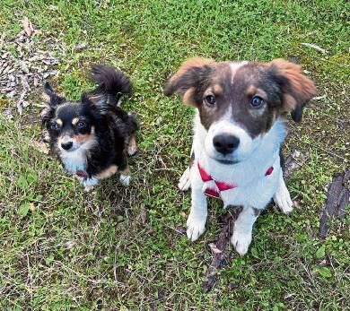Hund zuhause, aber nicht angemeldet? Dem geht die Stadt jetzt auf den Grund. Foto: Sarah Bsdurek