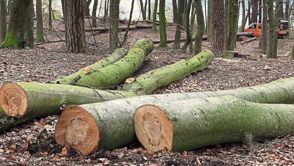 In den letzten Wochen wurden viele Bäume an der Bellevue gefällt. Foto: Mintert