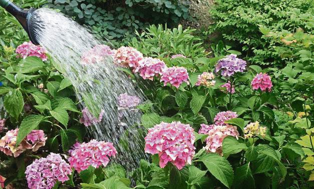 Aufgrund anhaltender Trockenheit sollten Blumen derzeit besser früh morgens oder abends gegossen werden. Foto: Rückert