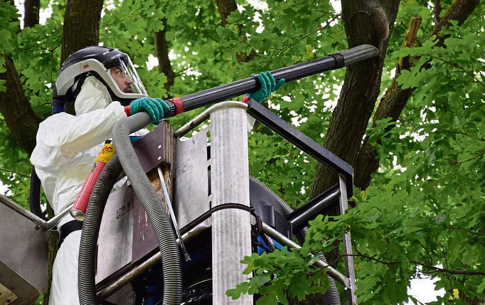 Das Absaugen der Nester des Eichenprozessionsspinners (hier ein Archivbild aus Hellinghausen) hat sich in Lippstadt bewährt. Foto: Kossack