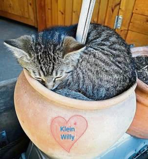 Kater Willy genießt den Sommer im Blumenkübel.