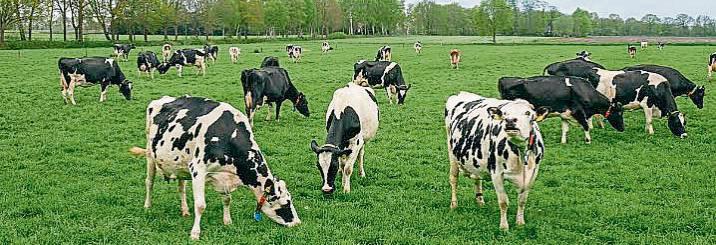 Kühe fressen gerne Gras. Foto: Haselhorst