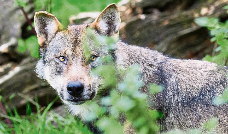 Mehrere individuelle Nachweise über einen Zeitraum von mehr als sechs Monaten belegen: Der Wolf ist im Kreis Soest nicht bloß auf der Durchreise. Foto: Stratenschulte (dpa)