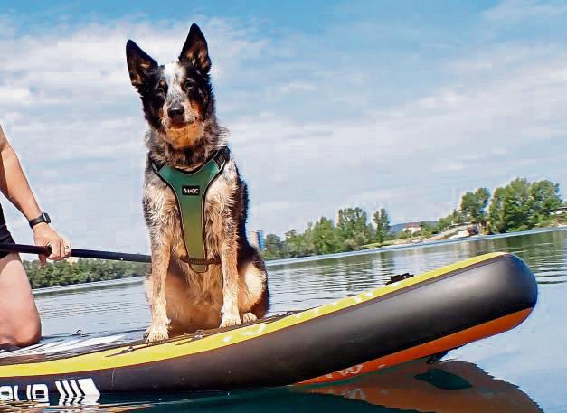 Spike fühlt sich auf dem Paddle-Board sichtlich wohl.