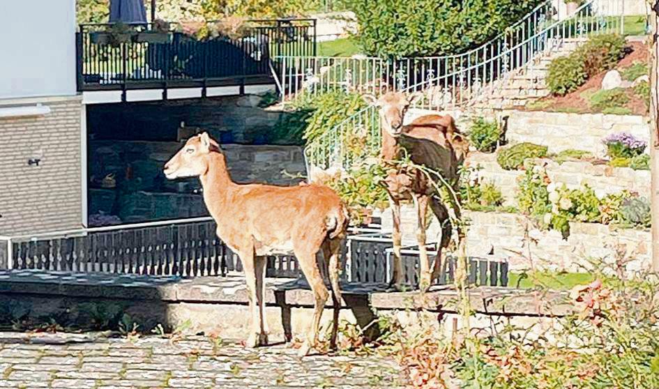 Diese zwei Burschen lassen es sich in Hoinkhausens Gärten schmecken.
