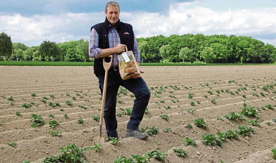 Im Wachstum befinden sich die Pflanzen auf Dominik Schröders Kartoffelfeld. Foto: Meschede