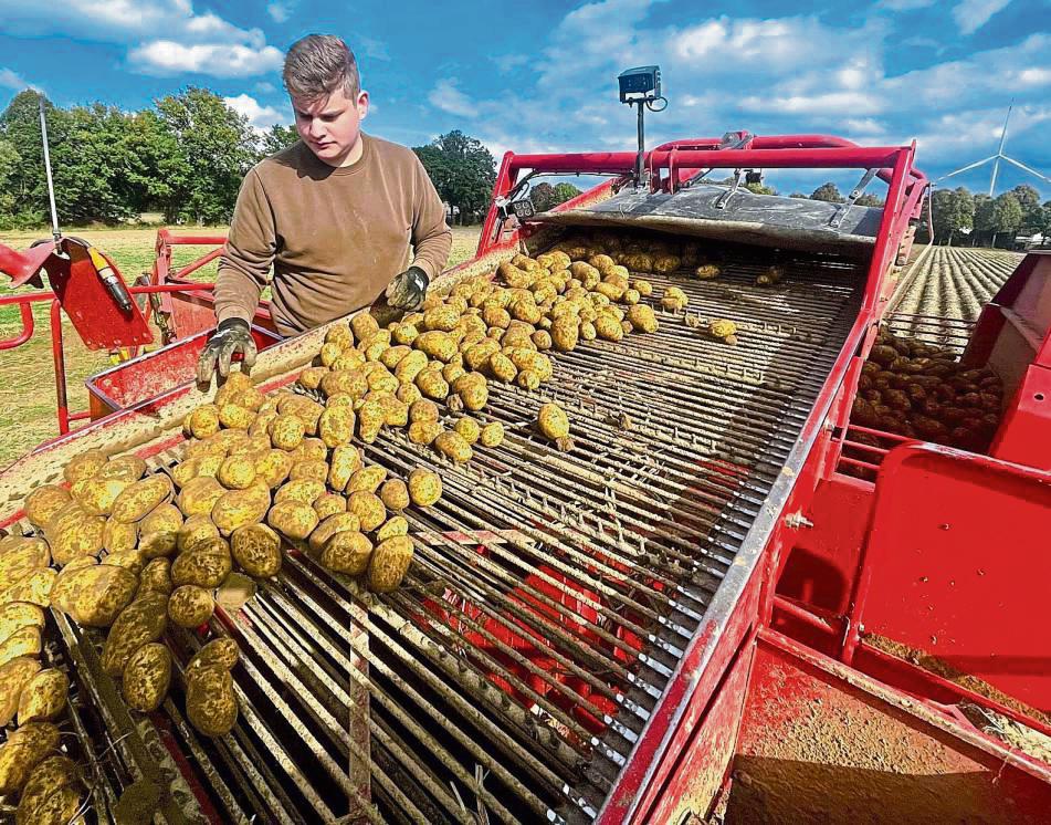 Handarbeit: Sebastian Fuchs, selber Landwirt, hilft bei einem benachbarten Kartoffelbauern bei der Ernte mit, sortiert auf dem Roder Steine und Grasklumpen aus. Foto: Vielberg