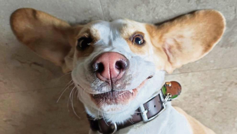 Zufrieden und lachend macht es sich in dieser Szene Beagle Inka aus Lippstadt gemütlich, hat Annegret Hilgers jetzt in einer E-Mail an die Patriot-Redaktion geschrieben.